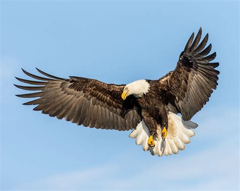 Jul 26, 2021 · Eagles are capable of flying at speeds up to 100 mph and can reach heights of 10,000 feet in the air. A bald eagle’s wingspan measures around seven feet wide; Bald eagles are known to live an average of 30 years in the wild. In some parts of the world, it’s illegal for an eagle to be killed or captured alive unless it was a case of self ... 